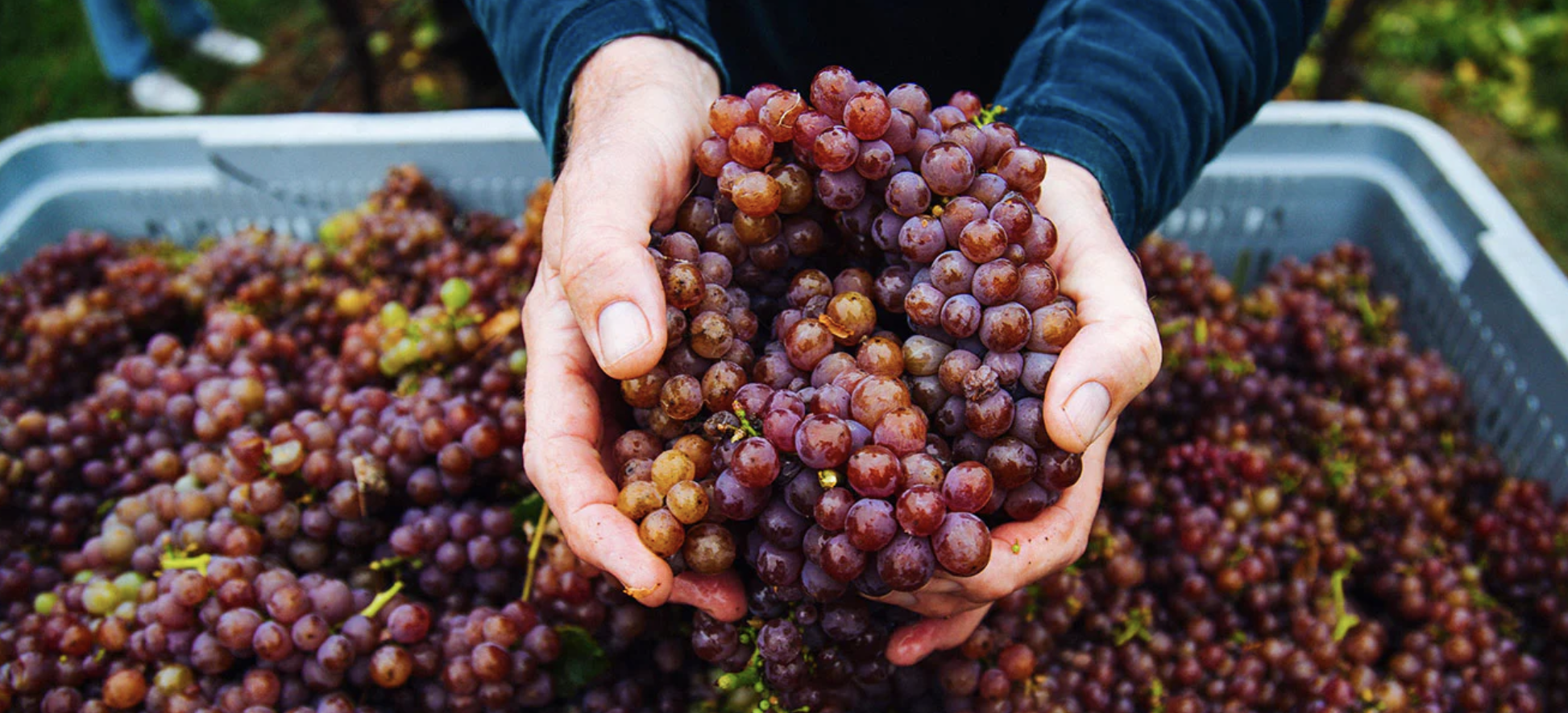 Screen-Shot-2023-04-25-at-120058-pm