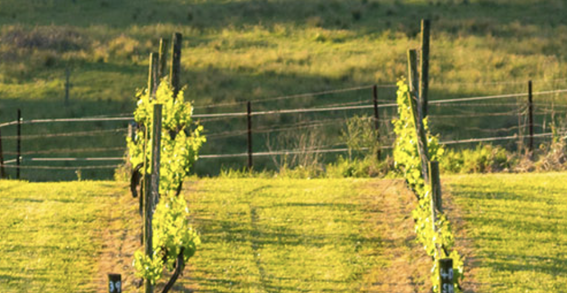 Screen-Shot-2023-06-12-at-115042-am