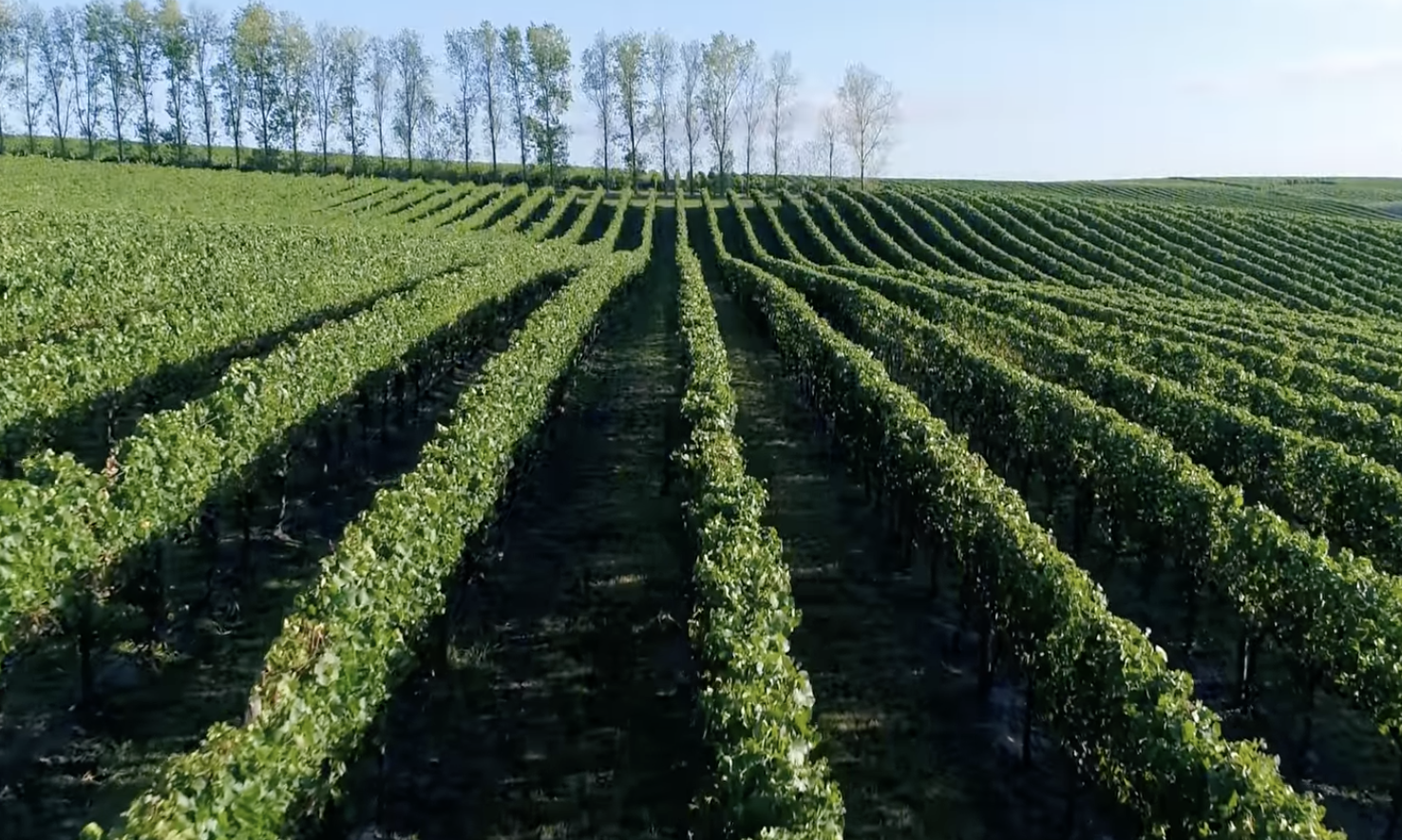 Screen-Shot-2023-06-12-at-123547-pm