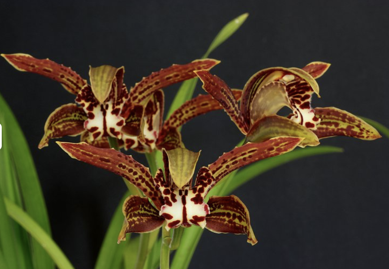 Screen-Shot-2023-06-12-at-50614-pm