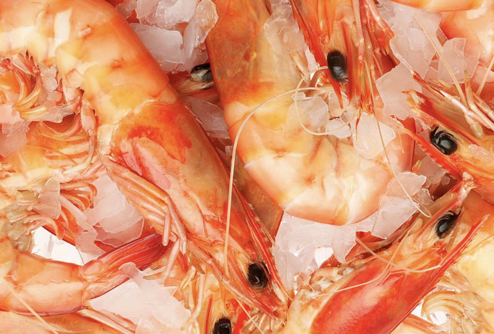 Screen-Shot-2023-06-15-at-84249-am