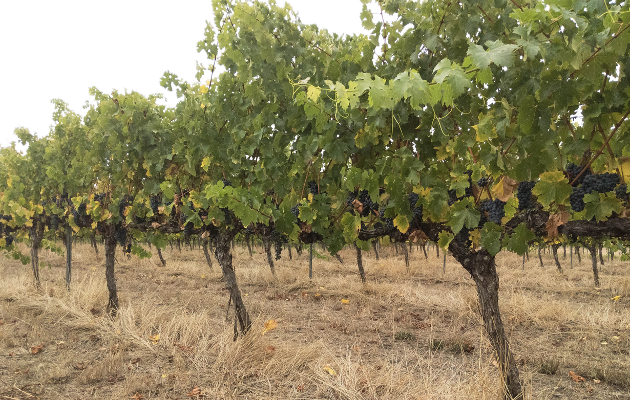 Screen-Shot-2023-06-15-at-63048-pm