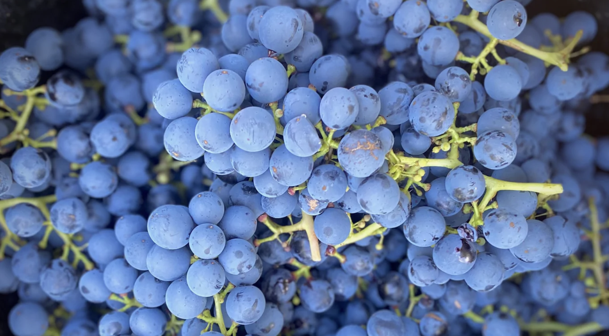 Screen-Shot-2023-04-25-at-113759-am