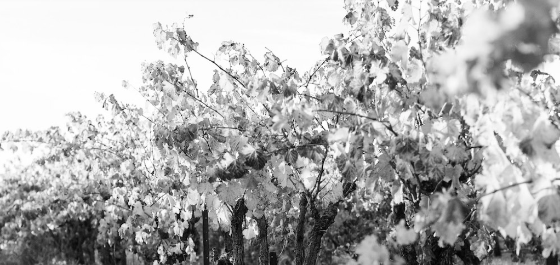 Screen-Shot-2023-04-25-at-50010-pm