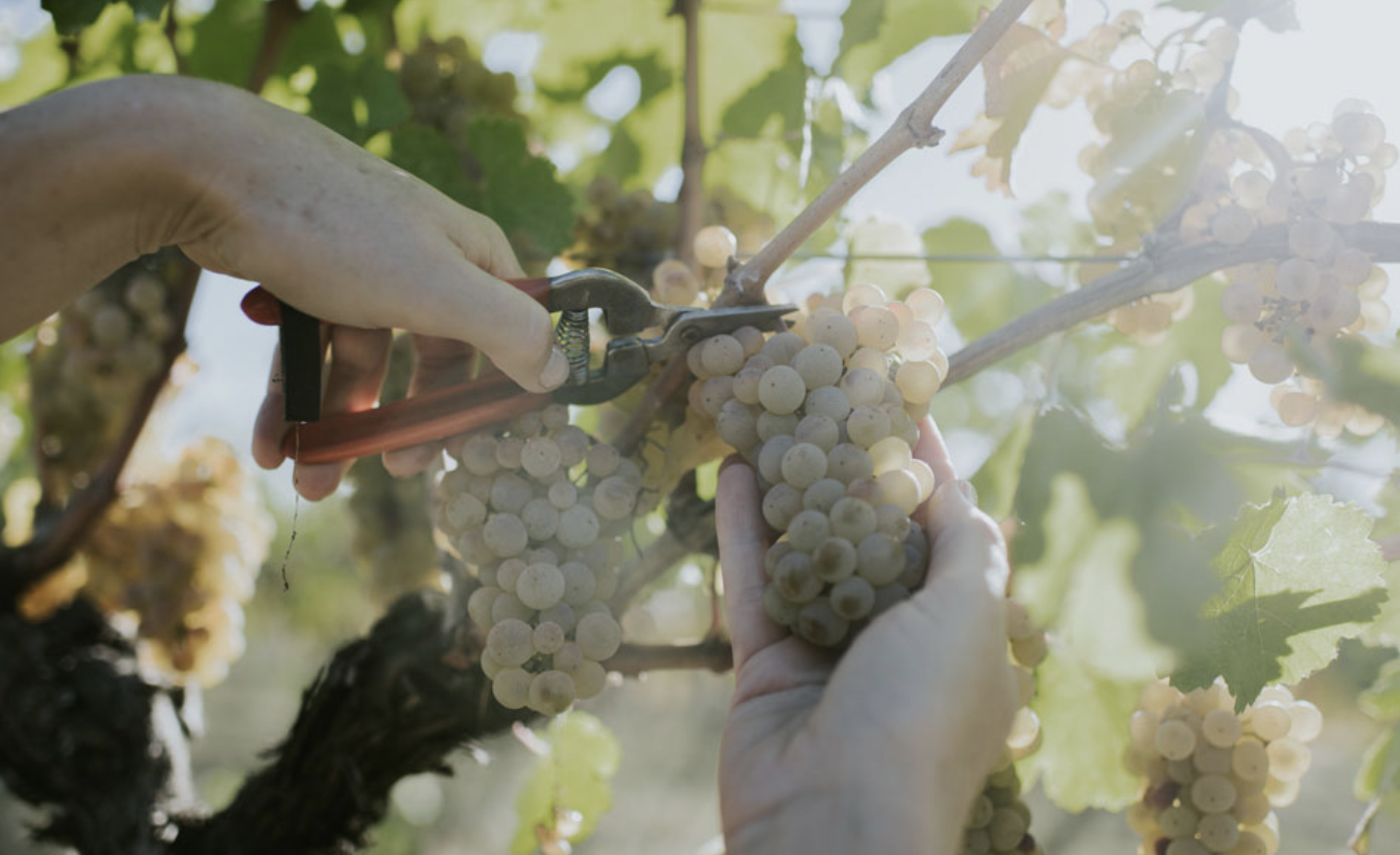 Screen-Shot-2023-04-25-at-50706-pm