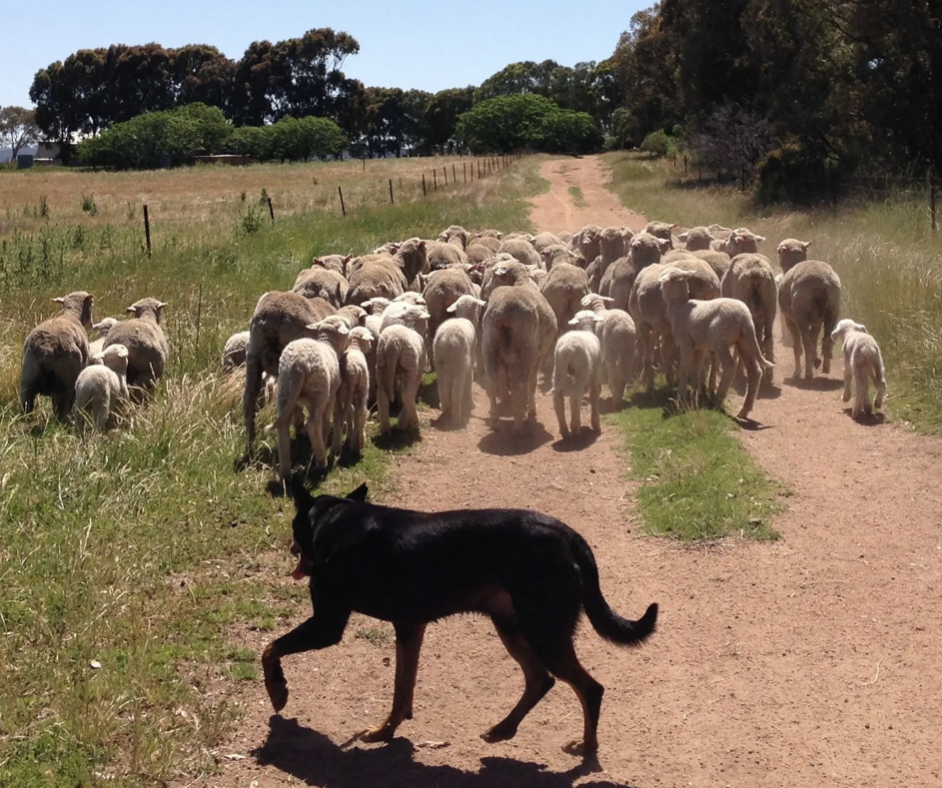 Screen-Shot-2023-04-29-at-120541-pm