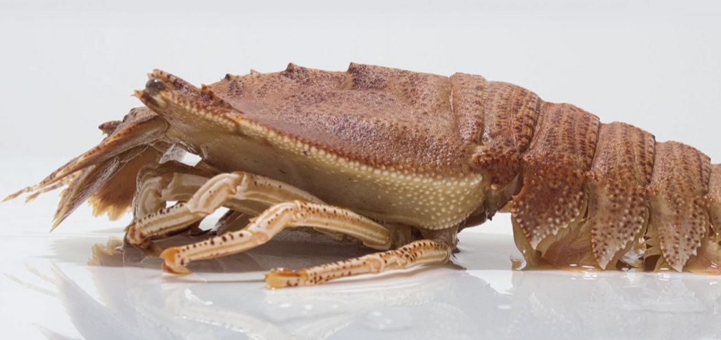 Screen-Shot-2023-04-30-at-14620-pm