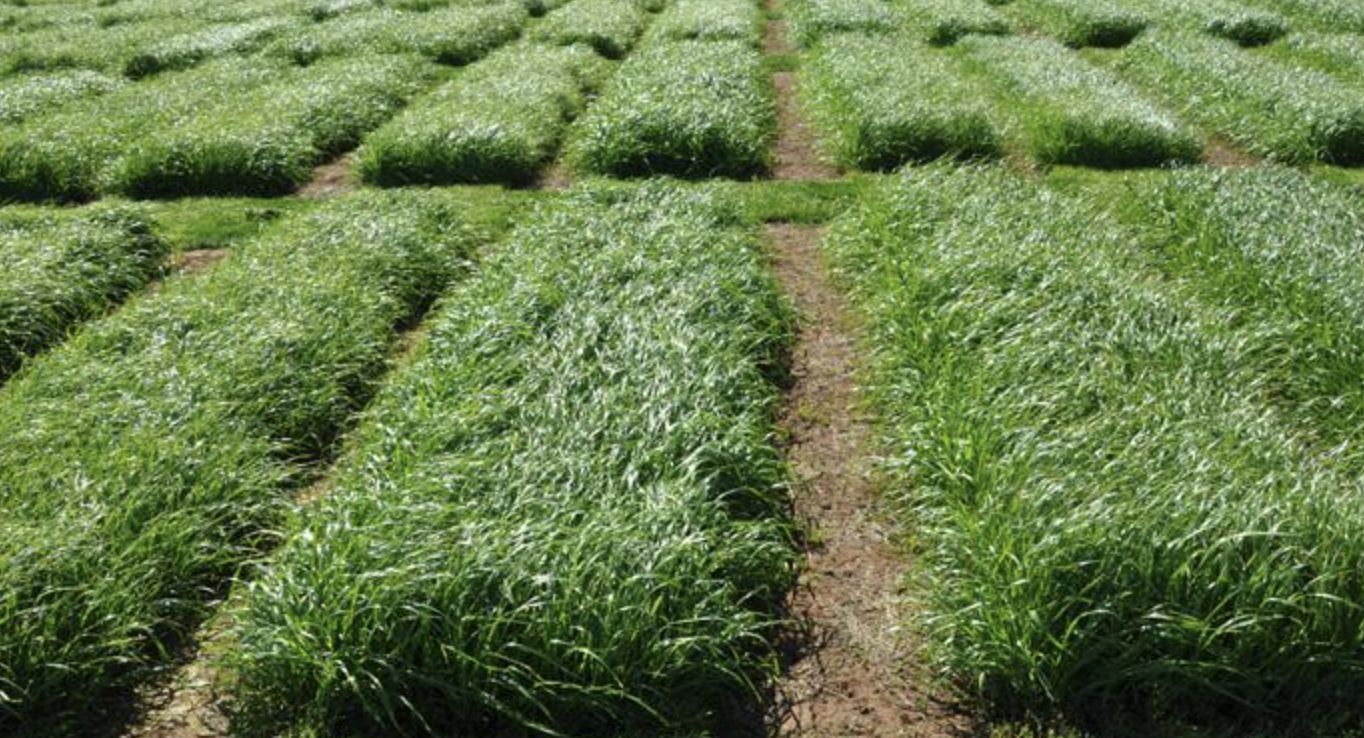 Screen-Shot-2023-04-30-at-124052-pm