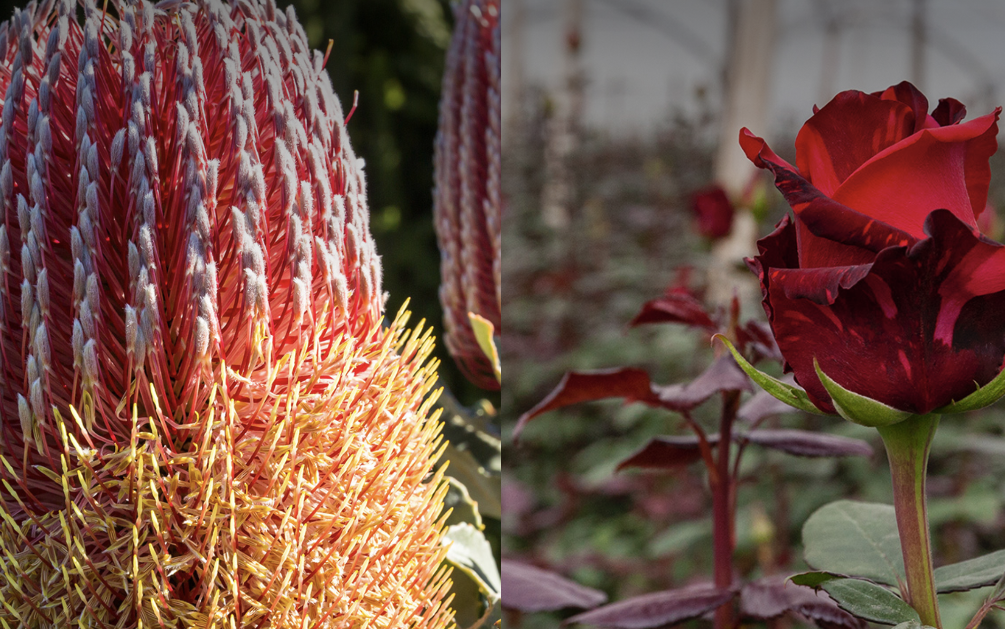 Screen-Shot-2023-06-10-at-114816-am